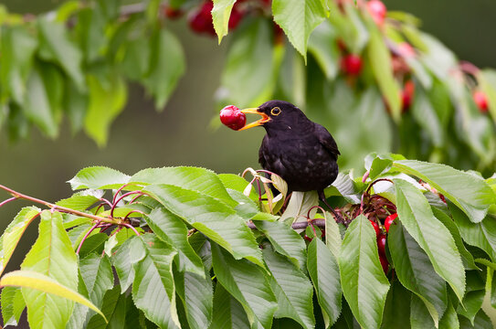 Merle noir (Turdus merula) m&acirc;le cerise au bec. Alpes. France