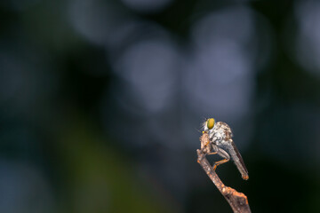 Close-up of robber flies (Asilidae) or killer flies waiting to ambush their prey, on a blurry and plain background can be used to create text