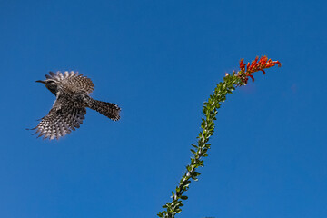 Cactus Wren (Campylorhynchus brunneicapillus) in Flight by an Ocotillo (Fouquieria splendens) Cactus Bloom