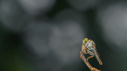 Close-up of robber flies (Asilidae) or killer flies waiting to ambush their prey, on a blurry and plain background can be used to create text