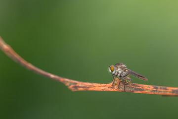 Close-up of robber flies (Asilidae) or killer flies waiting to ambush their prey, on a blurry and plain background can be used to create text