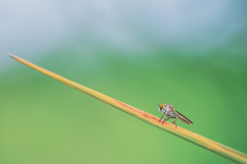 Close-up of robber flies (Asilidae) or killer flies waiting to ambush their prey, on a blurry and plain background can be used to create text