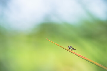 Close-up of robber flies (Asilidae) or killer flies waiting to ambush their prey, on a blurry and plain background can be used to create text