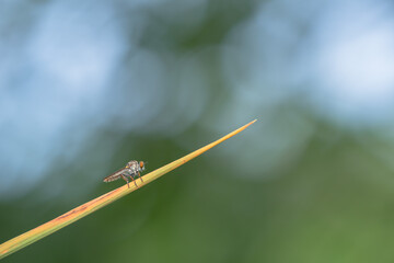 Close-up of robber flies (Asilidae) or killer flies waiting to ambush their prey, on a blurry and...