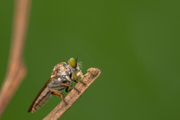 Close-up of robber flies (Asilidae) or killer flies waiting to ambush their prey, on a blurry and...