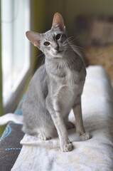 Oriental shorthair cat sits on the window