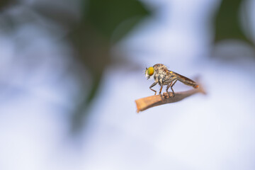 Close-up of robber flies (Asilidae) or killer flies waiting to ambush their prey, on a blurry and...
