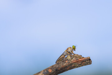 Close-up of robber flies (Asilidae) or killer flies waiting to ambush their prey, on a blurry and...