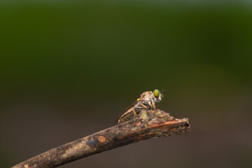 Close-up of robber flies (Asilidae) or killer flies waiting to ambush their prey, on a blurry and plain background can be used to create text