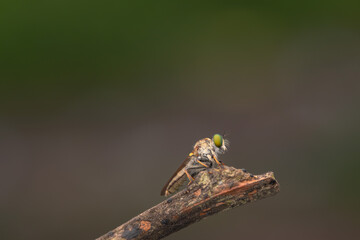 Close-up of robber flies (Asilidae) or killer flies waiting to ambush their prey, on a blurry and...