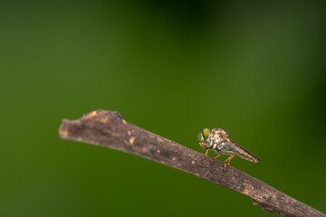 Close-up of robber flies (Asilidae) or killer flies waiting to ambush their prey, on a blurry and plain background can be used to create text