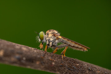 Close-up of robber flies (Asilidae) or killer flies waiting to ambush their prey, on a blurry and...
