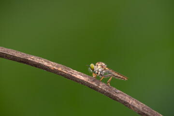 Close-up of robber flies (Asilidae) or killer flies waiting to ambush their prey, on a blurry and plain background can be used to create text