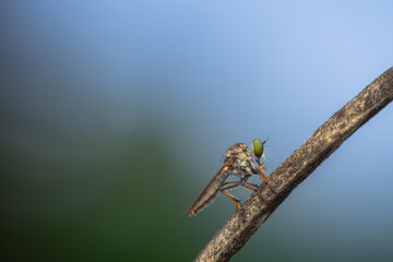 Close-up of robber flies (Asilidae) or killer flies waiting to ambush their prey, on a blurry and plain background can be used to create text