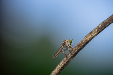 Close-up of robber flies (Asilidae) or killer flies waiting to ambush their prey, on a blurry and...