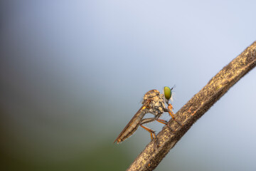 Close-up of robber flies (Asilidae) or killer flies waiting to ambush their prey, on a blurry and...