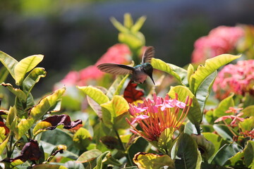 Naklejka na ściany i meble hummingbird emerald feeding on pink tropical flower, hummingbird in flight 