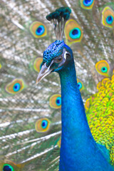 peacock with feathers