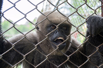 Monkey behind a fence