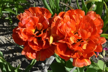 tulipany czerwone, rozkwitłe