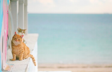 cat on the background of the blue sea