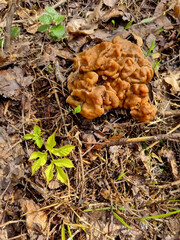 Gyromitra gigas in the grass close up. Mushroom growth. Early spring season, picking fresh mushrooms in the forest. Gyromitra esculenta is a conditionally edible or poisonous. Selective focus