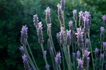Obraz premium lavender flowers in the garden