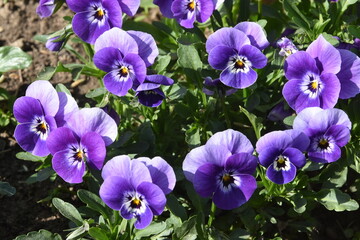 Fototapeta premium bratki