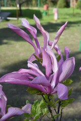 Magnolia, kwiat fioletowy