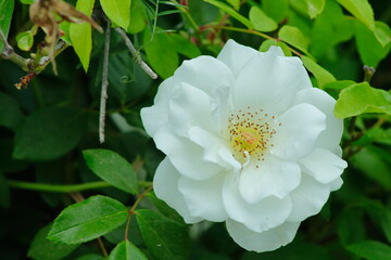 Obraz na płótnie Canvas white rose flower