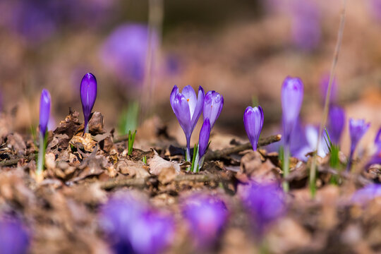 Closeup of blooming purple crocus flowers on a forest floor, first signs of spring