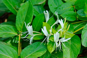 green leaves in the garden
