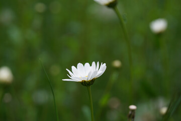 white daisy in the grass