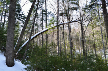 Forest trees in the snow
