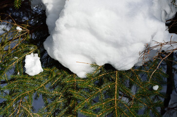 Springs arrives on snow covered branch
