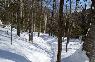 Snowy mountain forest path