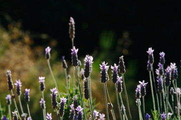 field of lavender