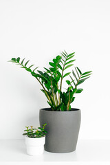 Green houseplant zamioculcas in gray ceramic pot with crassula in white modern pot standing on white table at white background.