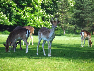 Naklejka na ściany i meble Group of Wild cute fallow deers on a meadow
