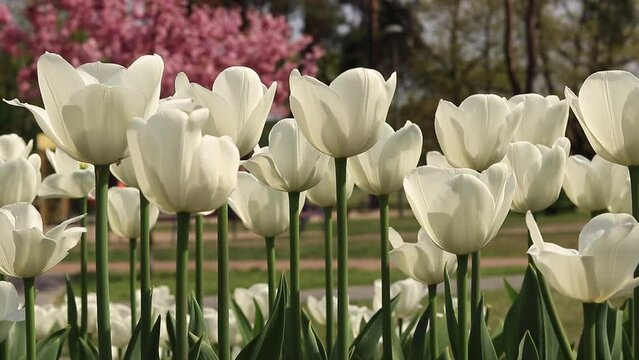 Blooming white tulips in the park, square, botanical garden. Tulips on the background of flowering trees in spring