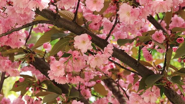 Blooming sakura tree in spring. Terry pink flowers in the wind. Warm blooming spring
