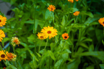 Calendula flowers in garden