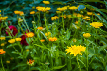 Calendula flowers in garden