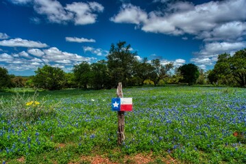 texas bluebonnet wildflowers - obrazy, fototapety, plakaty