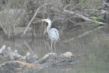 Heron standing and in Flight