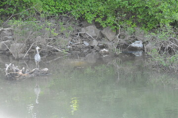 Heron standing and in Flight