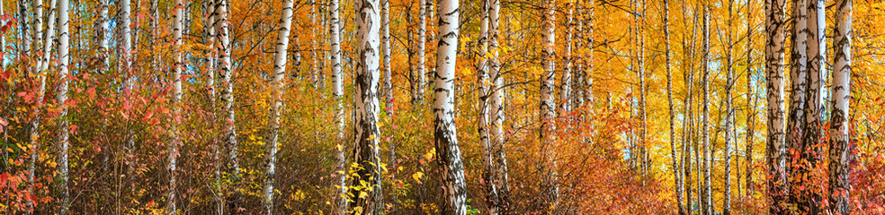 Berkenbos op zonnige herfstdag, prachtig landschap door gebladerte en boomstammen, panorama, horizontale banner