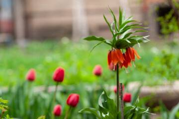 Obraz premium flowers in the garden