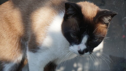 Sulky sianese cat