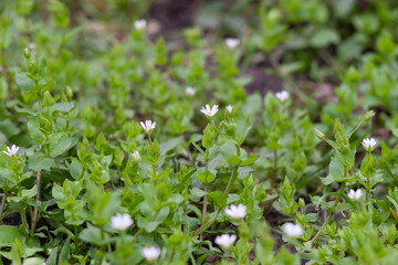 snowdrops in the forest